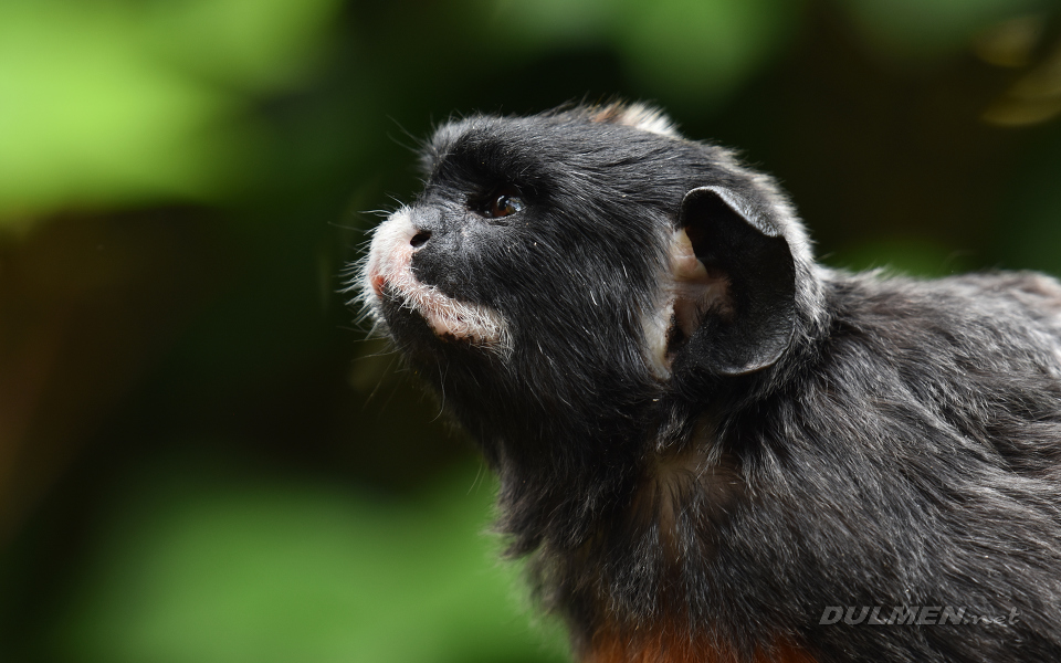 Red-bellied Tamarin (Saguinus labiatus)